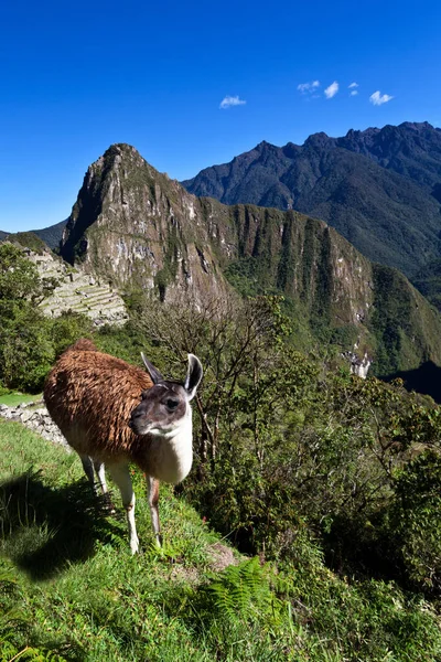 Llama Con Machu Picchu Fondo Machu Picchu Perú América Del — Foto de Stock