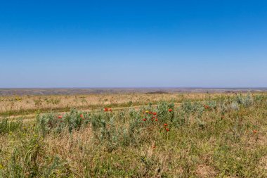 Orta Asya, Kazakistan 'ın geniş çayır manzarası