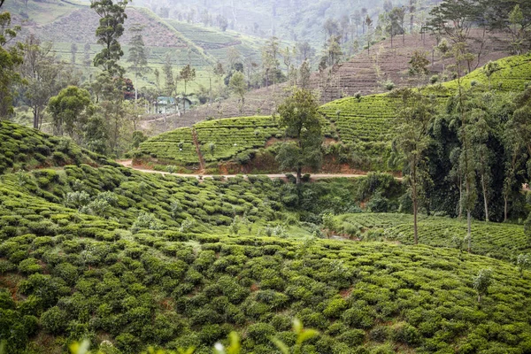 Die Grünen Hügel Mit Teeplantagen Nuwara Eliyah Hill Country Sri — Stockfoto