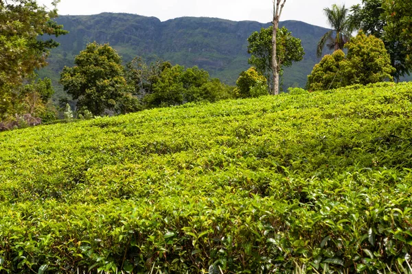 Teeplantage Auf Den Hügeln Von Nuwara Eliya Hill Country Ceylon — Stockfoto