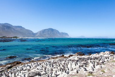 Betty 's Bay, Western Cape, Güney Afrika' daki kayalıklarda yaşayan Afrikalı penguen. 