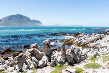 Betty 's Bay, Western Cape, Güney Afrika' daki kayalıklarda yaşayan Afrikalı penguen. 