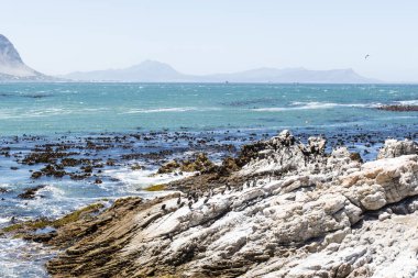 Betty 's Bay, Western Cape, Güney Afrika' daki kayalıklarda yaşayan Afrikalı penguen. 