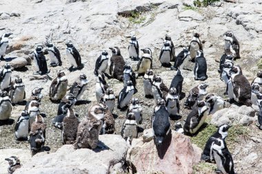 Betty 's Bay, Western Cape, Güney Afrika' daki kayalıklarda yaşayan Afrikalı penguen. 