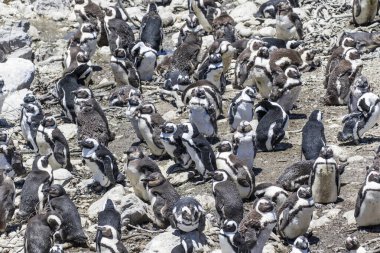 Betty 's Bay, Western Cape, Güney Afrika' daki kayalıklarda yaşayan Afrikalı penguen. 