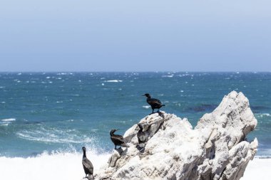 Betty 's Bay, Western Cape, Güney Afrika' daki kayalıklarda yaşayan Afrikalı penguen. 