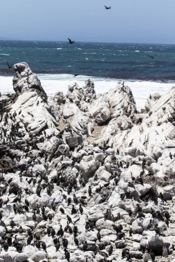 Betty 's Bay, Western Cape, Güney Afrika' daki kayalıklarda yaşayan Afrikalı penguen. 