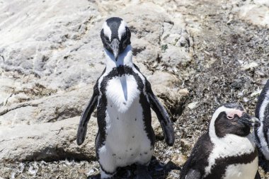 Betty 's Bay, Western Cape, Güney Afrika' daki kayalıklarda yaşayan Afrikalı penguen. 