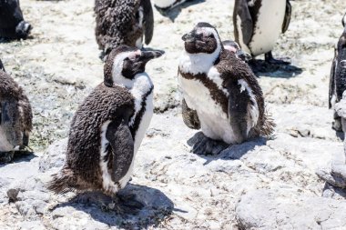 Betty 's Bay, Western Cape, Güney Afrika' daki kayalıklarda yaşayan Afrikalı penguen. 