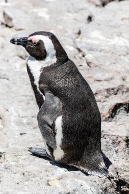 Betty 's Bay, Western Cape, Güney Afrika' daki kayalıklarda yaşayan Afrikalı penguen. 
