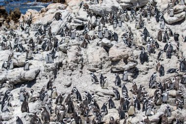 Betty 's Bay, Western Cape, Güney Afrika' daki kayalıklarda yaşayan Afrikalı penguen. 