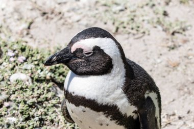 Betty 's Bay, Western Cape, Güney Afrika' daki kayalıklarda yaşayan Afrikalı penguen. 