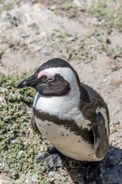 Betty 's Bay, Western Cape, Güney Afrika' daki kayalıklarda yaşayan Afrikalı penguen. 