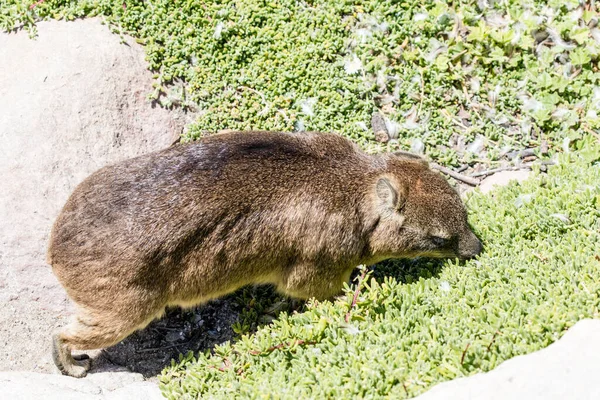 Dassie Toppen Table Mountain Kapstaden Sydafrika — Stockfoto