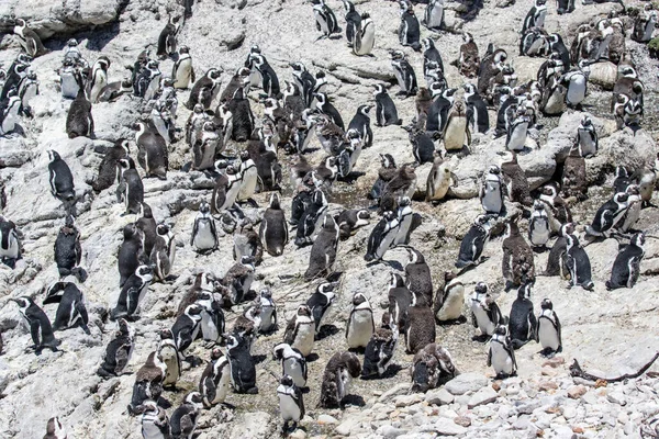 Betty 's Bay, Western Cape, Güney Afrika' daki kayalıklarda yaşayan Afrikalı penguen. 