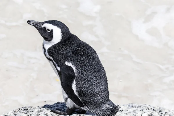 Afrikansk Pingvin Stranden Boulders Beach Cape Good Hope Western Cape — Stockfoto