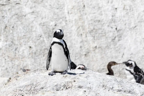 Afrikansk Pingvin Stranden Boulders Beach Cape Good Hope Western Cape — Stockfoto