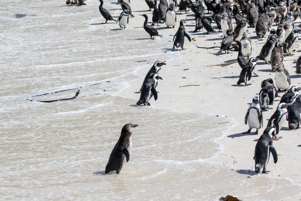 Pinguim Africano Praia Boulders Beach Cabo Boa Esperança Cabo Ocidental — Fotografia de Stock