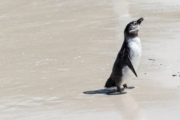 Pinguim Africano Praia Boulders Beach Cabo Boa Esperança Cabo Ocidental — Fotografia de Stock