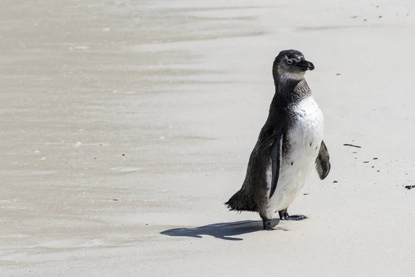 Pinguim Africano Praia Boulders Beach Cabo Boa Esperança Cabo Ocidental — Fotografia de Stock