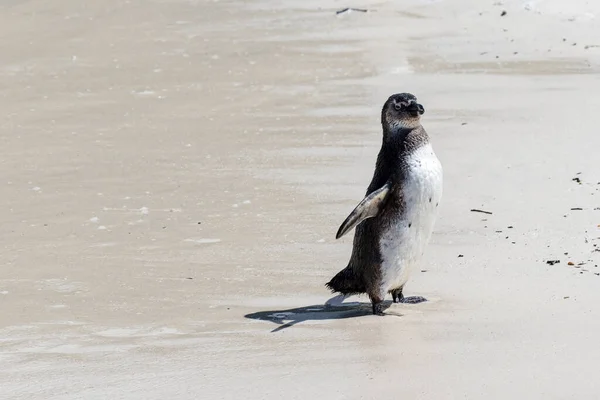 Pinguim Africano Praia Boulders Beach Cabo Boa Esperança Cabo Ocidental — Fotografia de Stock