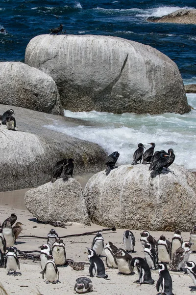 Afrikansk Pingvin Stranden Boulders Beach Cape Good Hope Western Cape — Stockfoto