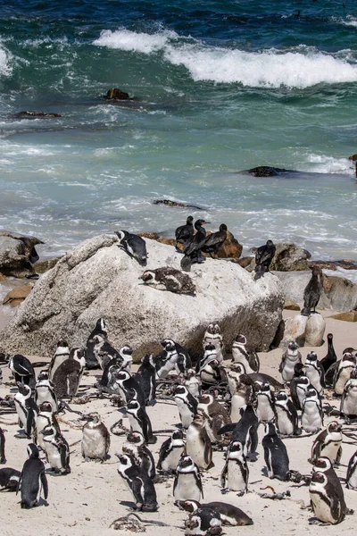 Pinguim Africano Praia Boulders Beach Cabo Boa Esperança Cabo Ocidental — Fotografia de Stock