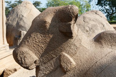 Güney Hindistan 'ın Tamil Nadu kentindeki Unesco Dünya Mirası Bölgesi' nde bulunan Mamallapuram 'ın Pancha Rathas (Beş Ratha) önündeki büyük taş Nandi.