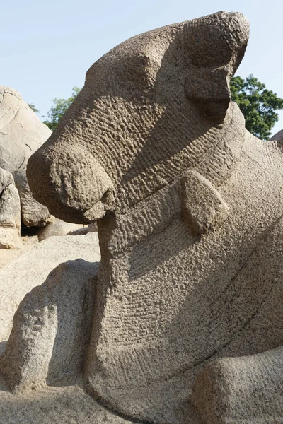位于印度南部泰米尔纳德邦的联合国世界遗产Mamallapuram的Pancha Rathas Five Rathas 前的大石头南迪 — 图库照片