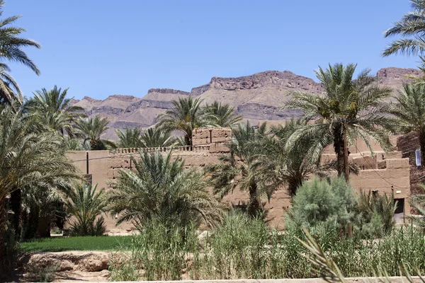 Oasis en Afra - Zona de Tagounith en el sur de Marruecos —  Fotos de Stock