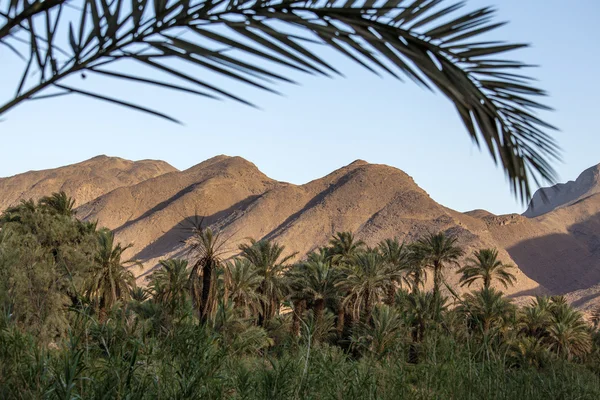 Oasis in Afra - Tagounith area in Southern Morocco — Stock Photo, Image
