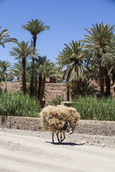 Osel, nesoucí slámy - údolí Draa - Maroko - Severní Afrika — Stock fotografie