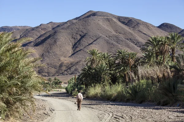 Oasis en Afra - Zona de Tagounith en el sur de Marruecos —  Fotos de Stock