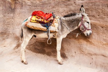 Petra, UNESCO Dünya Miras Listesi Ürdün - Orta Doğu dağlarında bir eşek