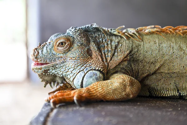 Iguana na Bali-Indonésie — Stock fotografie
