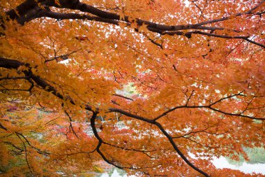Sarı, turuncu, kırmızı Kyoto Japonya'da bir parkta sırasında sonbahar yaprakları