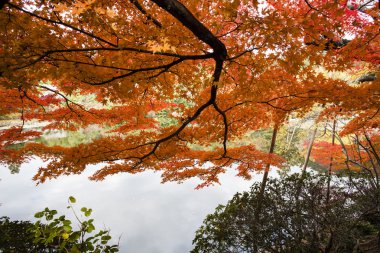 Sarı, turuncu, kırmızı Kyoto Japonya'da bir parkta sırasında sonbahar yaprakları