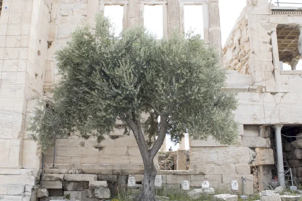 Árvore de Athena famosa (uma árvore sacred) na frente do Erechtheion na acrópole em Atenas, Greece — Fotografia de Stock