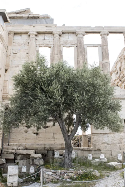 Árvore de Athena famosa (uma árvore sacred) na frente do Erechtheion na acrópole em Atenas, Greece — Fotografia de Stock
