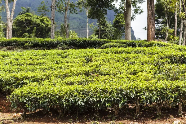 Teepflanzen, Teeplantage in Nuwara Eliya - Hügelland im Zentrum von Sri Lanka — Stockfoto