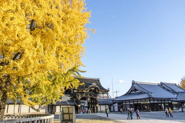 Árvore com folhas amarelas durante a Queda (Outono) no templo Nishi Hongan-ji em Kyoto, Japão — Fotografia de Stock