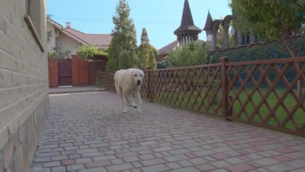 Feliz Grande bonito amigável animal de estimação cão abanando sua cauda. — Vídeo de Stock