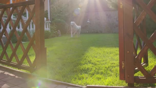 Cão leal correndo através do gramado verde do quintal. — Vídeo de Stock