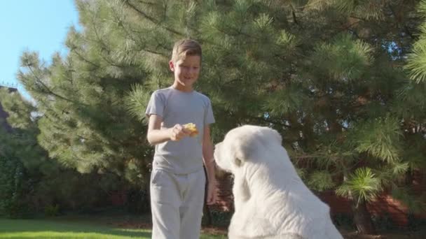 Jongen die vrije tijd neemt met haar hond. Kind ontspannen in de natuur met haar grote hond. — Stockvideo