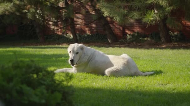 Grand chien d'Asie centrale. Portrait de mignon chien heureux Alabai. Alabai Breed. Jour d'été. — Video