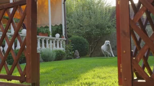 Πιστός σκύλος τρέχει σε πράσινο γκαζόν πίσω αυλή. — Αρχείο Βίντεο