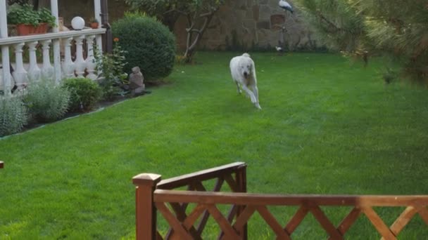 Loajální pes běží přes trávník. — Stock video