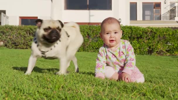 Anjing berlari di sekitar bayi perempuan kecil di halaman belakang rumah. — Stok Video