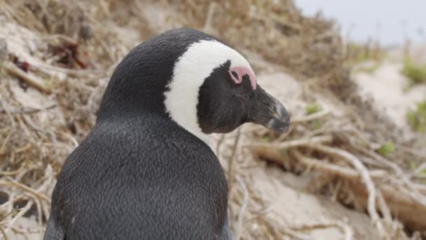 Cute penguin portrait. African penguin Spheniscus demersus also known as the jackass penguin and black-footed penguin. South Africapenguin close up. — Stock Video