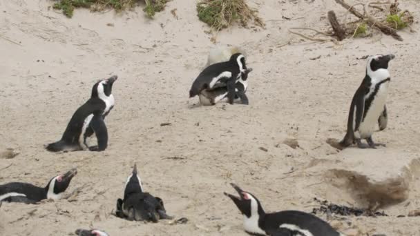 African penguin Spheniscus demersus also known as the jackass penguin and black-footed penguin. South Africa. — Stock Video